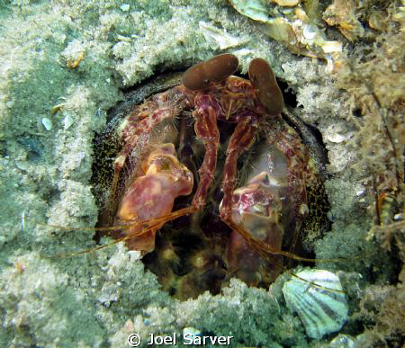 Mantis Shrimp-
Blue Heron Bridge, Riviera Beach, Florida by Joel Sarver 