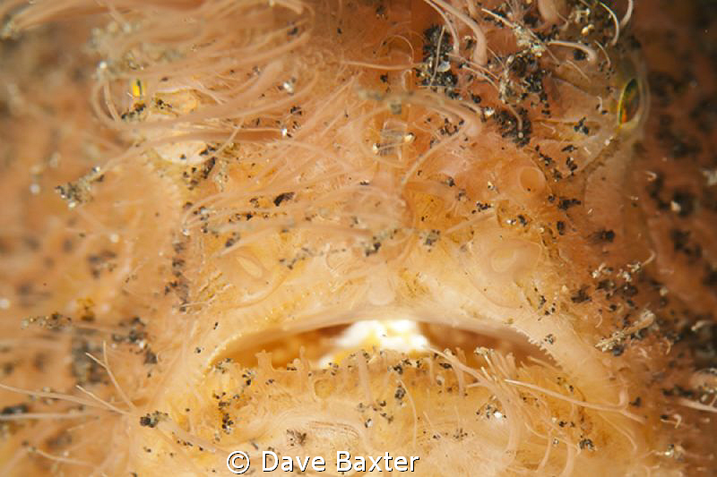 hairy froggy by Dave Baxter 