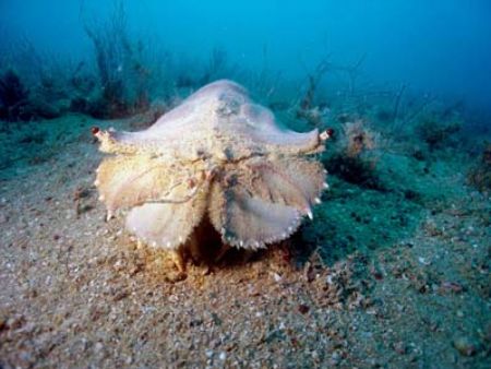 I found this slipper lobster walking around at 23m depth ... by Erika Antoniazzo 