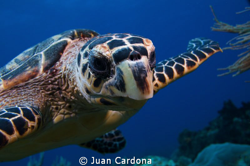 I`m watching you ! by Juan Cardona 