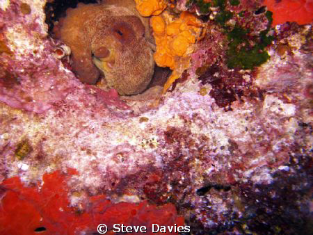Zante, Hols June 09 by Steve Davies 