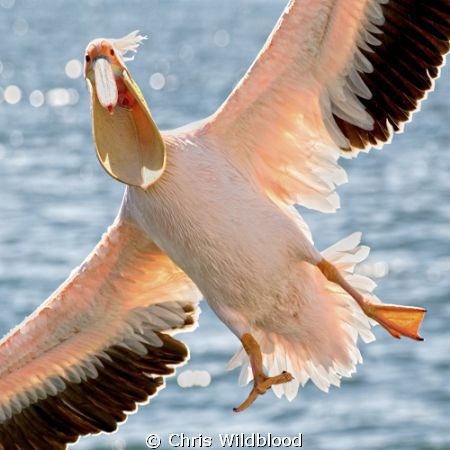 I'm talking to you!!! by Chris Wildblood 