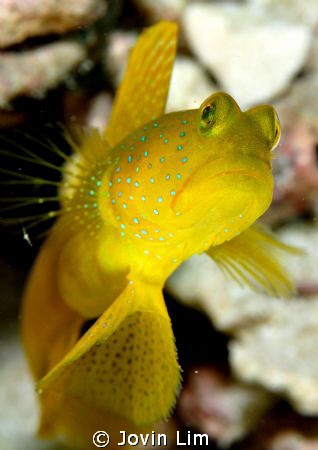 Watchful eyes - Yellow watchman goby (Cryptocentrus cinctus) by Jovin Lim 