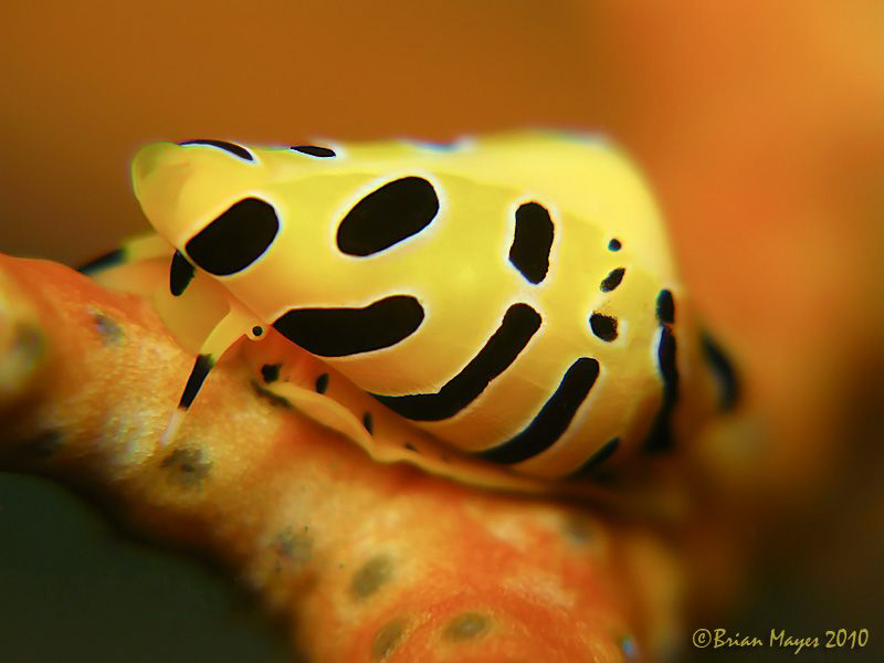Allied Cowrie (Cuspivolva tigris) by Brian Mayes 
