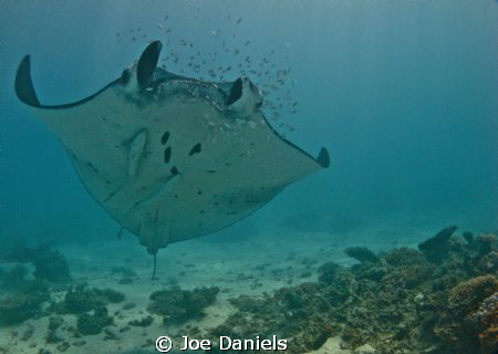 Male Manta showing his belly by Joe Daniels 