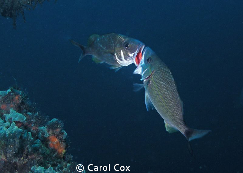 Fighting Tomtates by Carol Cox 