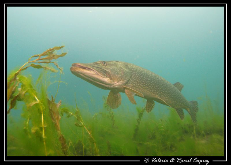 Quiet Pike by Raoul Caprez 