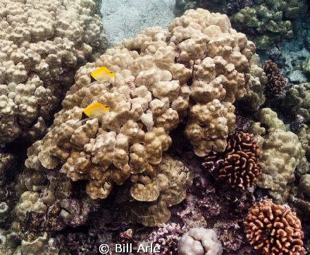 Lauwiliwilinukunukuoioi (long-nosed butterfly) and coral by Bill Arle 
