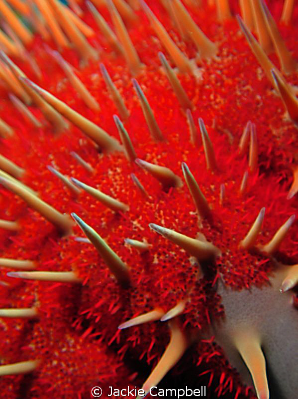 Enemy of the reef.....
Canon ixus 100, inon close up len... by Jackie Campbell 