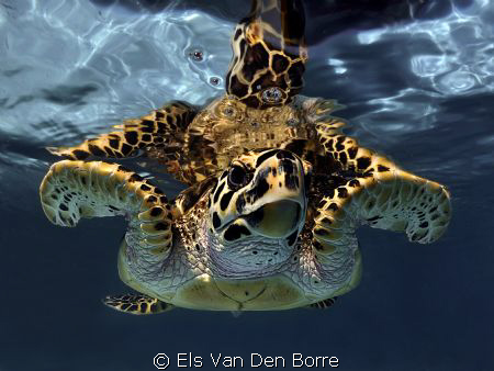 The most friendly turttle i've ever seen by Els Van Den Borre 