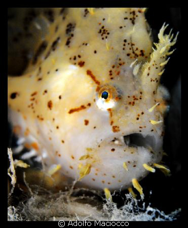 Sargassum Anglerfish
It took me 20 min. to get this litt... by Adolfo Maciocco 