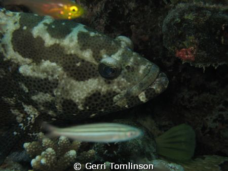 Taken on hol in 2008 at Fihalhohi Maldives. by Gerri Tomlinson 