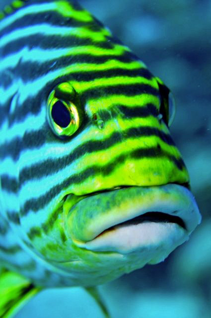 Oriental Sweetlips by Paul Colley 