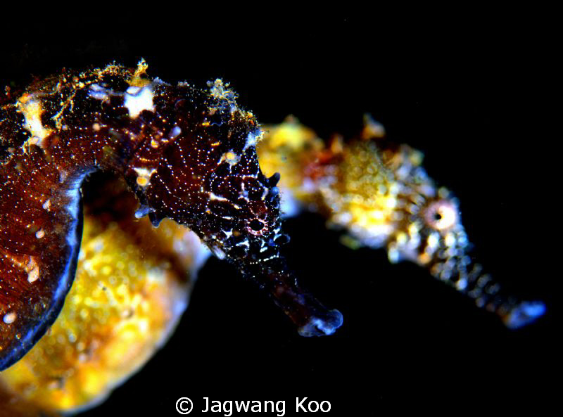 Sea Horse by Jagwang Koo 
