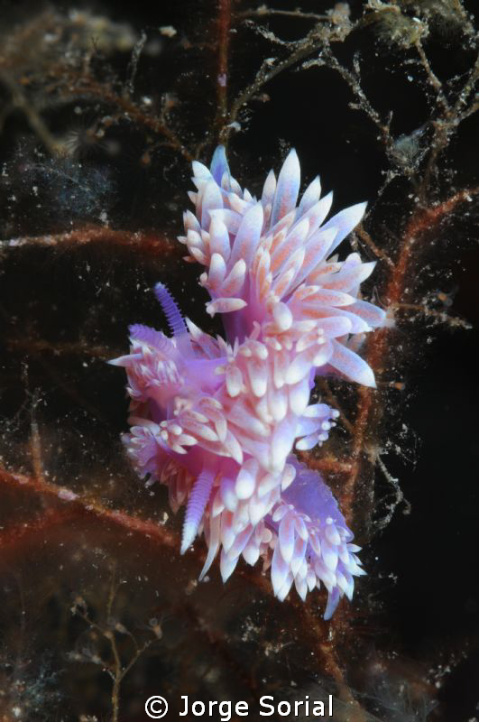 Two seaslugs busy with their love game... by Jorge Sorial 