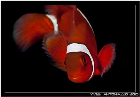 Red  it is ........Fuji S5 pro/105VR+UCL by Yves Antoniazzo 