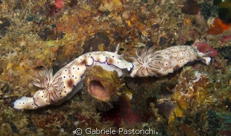 Risbecia tryoni by Gabriele Pastonchi 