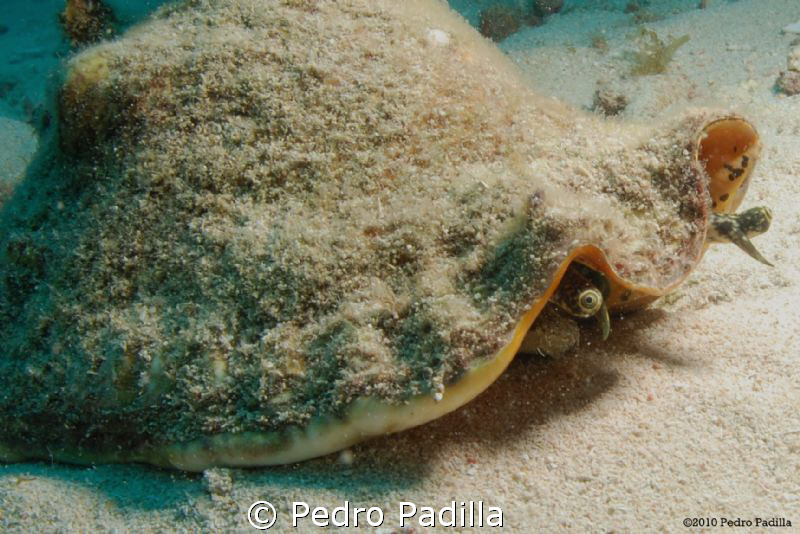 Eye of the Conch , Nikon D80 + 2 Strobe Ikelite DS 160. S... by Pedro Padilla 