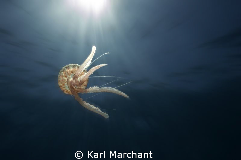 Scourge of the Med! 
Although I think they hold a certai... by Karl Marchant 
