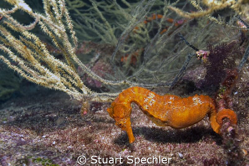 Strong current and cold water, but overall great dive in ... by Stuart Spechler 