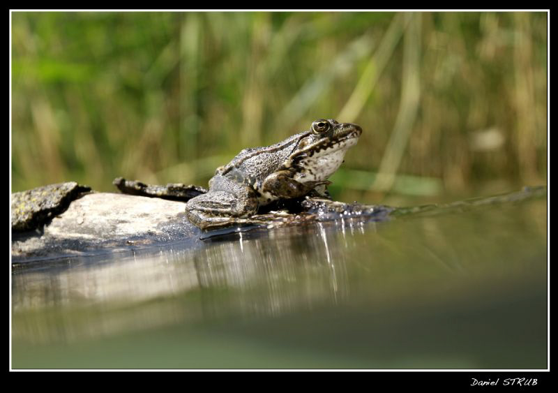 Frog ... by Daniel Strub 