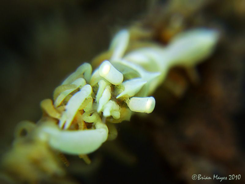 Whip Coral Shrimp (Dasycaris zanzibarica) by Brian Mayes 