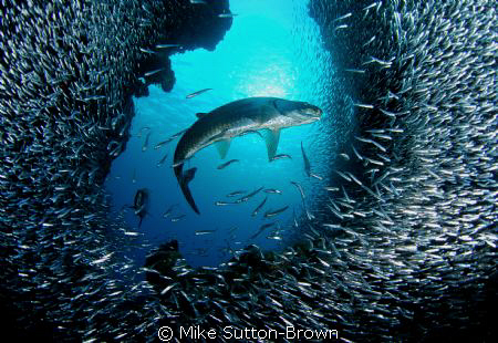 Tarpon & Silversides at Eden Rock, Grand Cayman by Mike Sutton-Brown 