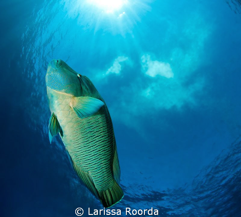 Napoleon Wrasse.  "A Little Slice of Heaven".   Tokina 10... by Larissa Roorda 