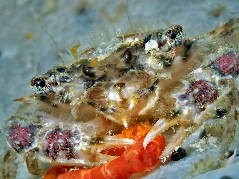 "Crab Meal"

with an interesting view on the mouthparts... by Henry Jager 