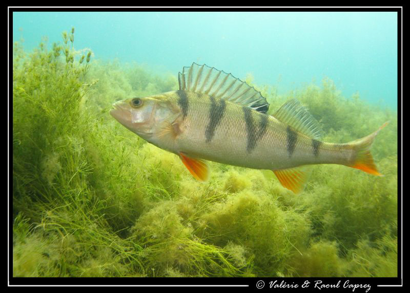 Perch in the morning sun by Raoul Caprez 