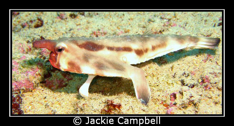 I'm Not Lying......I have not been playing with your make... by Jackie Campbell 