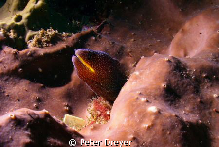 Taken at the northern tip of Aliwal Shoal, Umkomaas , Sou... by Peter Dreyer 