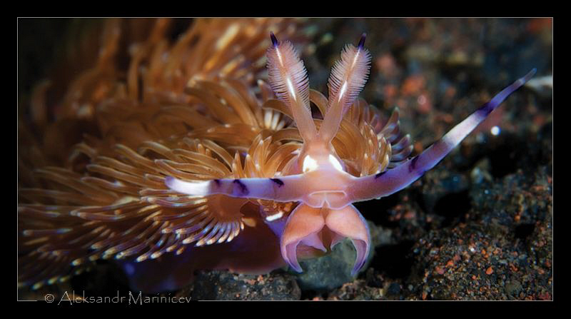 Nudibranch Pteraeolinidia ianthina by Aleksandr Marinicev 