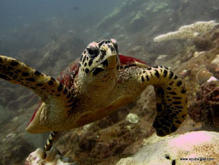 Tripod the famous 3 legged turtle of the perhentians...
... by Tim Ho 