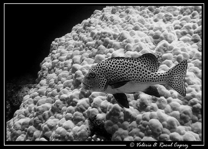 Black spots on white "balls". by Raoul Caprez 
