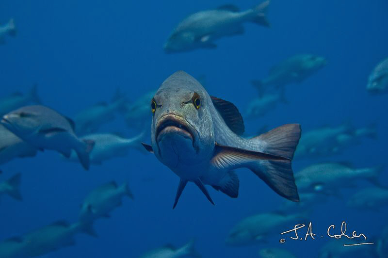 Boha Snapper by Julian Cohen 
