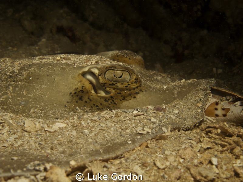 Blue-spotted sting ray eyeing me up! Cannon powershot g10... by Luke Gordon 
