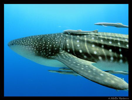 Whale Shark by Adolfo Maciocco 