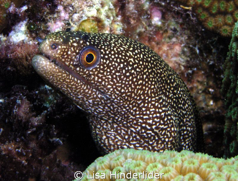 Hey good lookin....These eels are so cool... by Lisa Hinderlider 