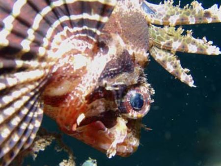 Dwarf Lionfish.
Lembeh, Indonesia.
Olympus C-5050 with ... by Yves Antoniazzo 