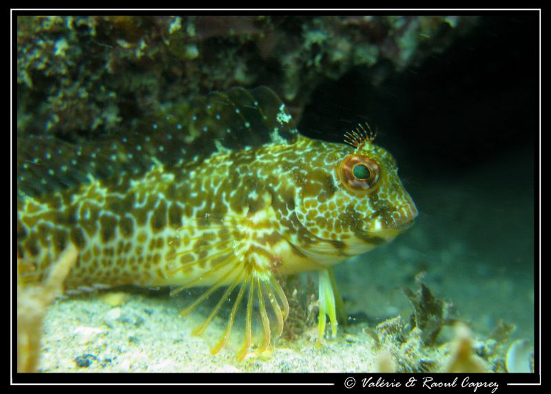 Disguise :-) by Raoul Caprez 