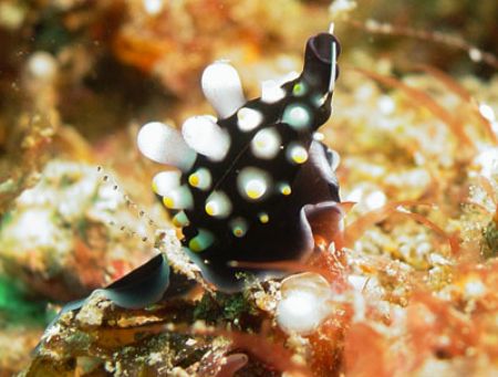 Cowrie shell camouflaged as a nudibranch.
Lembeh, Indone... by Erika Antoniazzo 