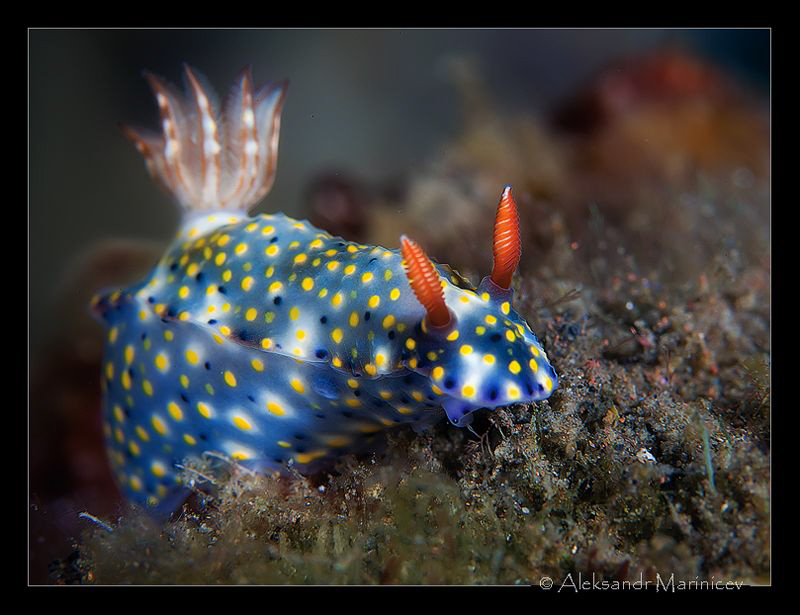 "Squirrel"
Hypselodoris infucata by Aleksandr Marinicev 