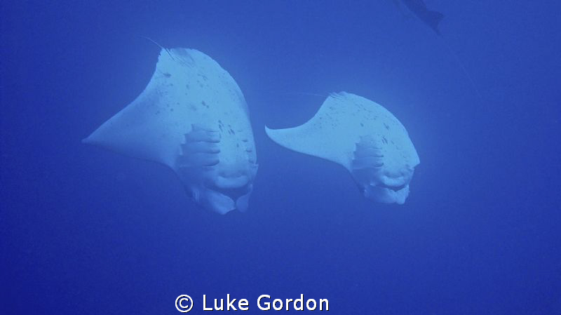 Two Manta's dancing!!! Jim's Alley again!! by Luke Gordon 