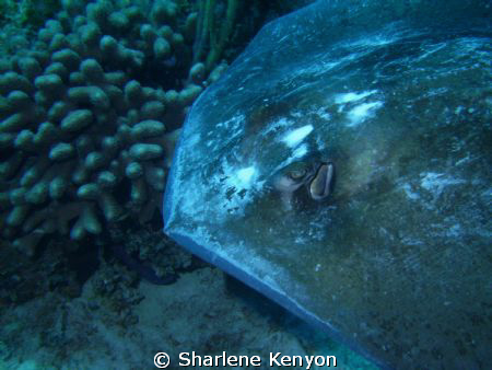 Just Passing By/ Took this shot on the Cay Sal Bank, divi... by Sharlene Kenyon 