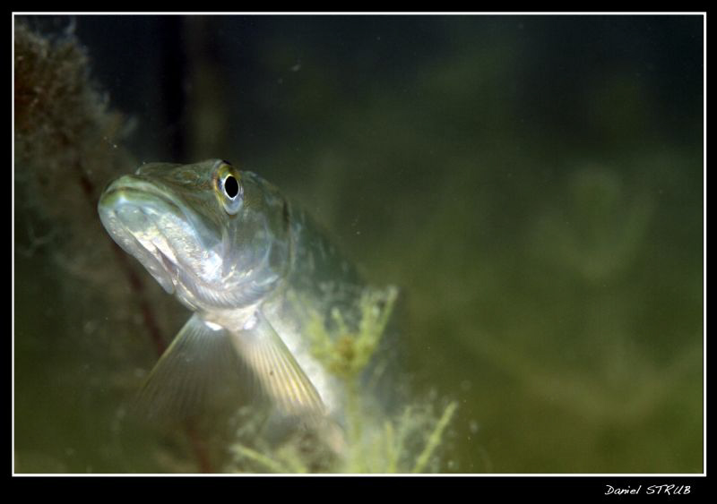 ... An other pike in the pond :-D ... by Daniel Strub 