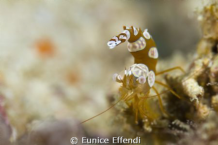 Thor amboinensis taken at Derawan islands, east borneo. 
... by Eunice Effendi 