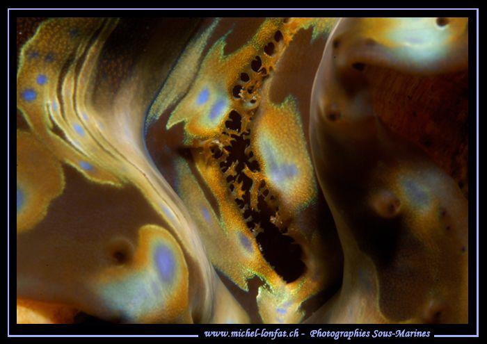 Design of a Clam... Que du bonheur... :O)... by Michel Lonfat 