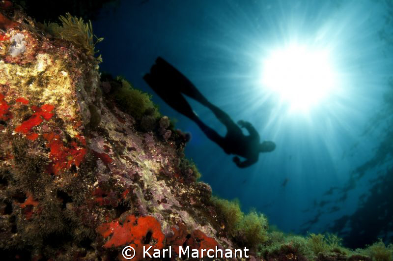 Free Spirit by Karl Marchant 
