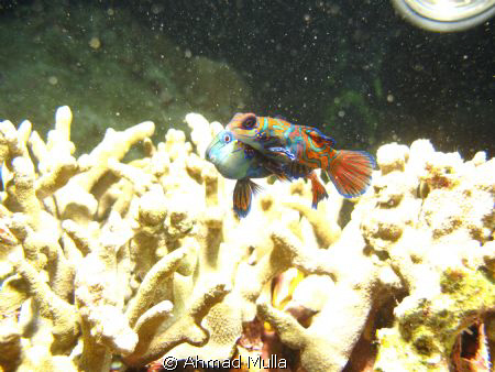 mandarin fish mating.
sunset dive in Lembeh strait, Nort... by Ahmad Mulla 